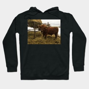 Scottish Highland Cattle Bull 2163 Hoodie